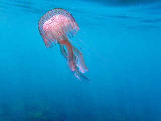 Wall Mural - Mauve stinger or purple-striped jelly. Pelagia noctiluca. 