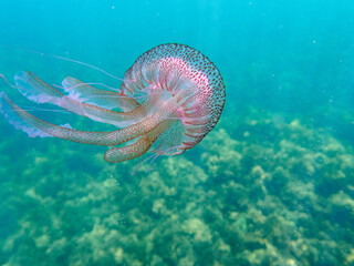 Wall Mural - Mauve stinger or purple-striped jelly. Pelagia noctiluca. 