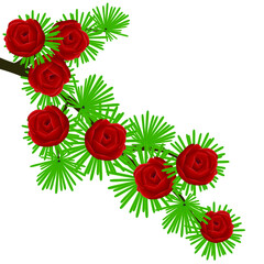 Wall Mural - Dahurian gmelin larch branch with cones on a white background.