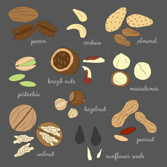 Poster - Hand drawn detailed nuts.