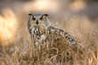 Siberian Eagle owl (Bubo bubo sibericus) sitting in grassland in golden evening light