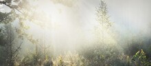 Mysterious Evergreen Forest At Sunrise. Golden Sunlight, Sunbeams, Fog, Haze. Pine And Fir Trees Close-up. Light Flowing Through The Tree Trunks. Picturesque Scenery. Idyllic Landscape. Pure Nature