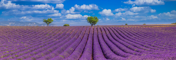 Wall Mural - Nature landscape view. Wonderful scenery, amazing summer landscape of blooming lavender flowers, peaceful sunny scenic, agriculture. Beautiful nature inspiration background. France Provence, Valensole