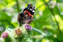 Red Admiral (Vanessa Atalanta) Butterfly Pictured On Thistle Flower In Sunlight