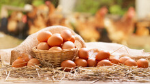 Chicken Eggs On A Wooden Table Over Farm In The Countryside