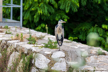 Gray heron on the curbstone in the park