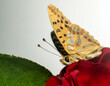 Motyl, butterfly.