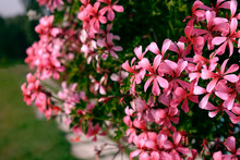 Pink Geranium Flowers In The Garden