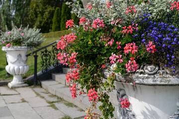 Wall Mural - geranium flowers in the garden