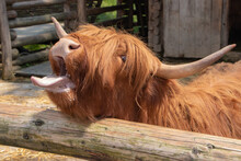 Brown Highland Cow In Scotland With Open Mouth