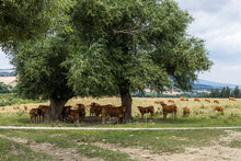 Cattle Grazing, A Cows Grazing Under A Tree