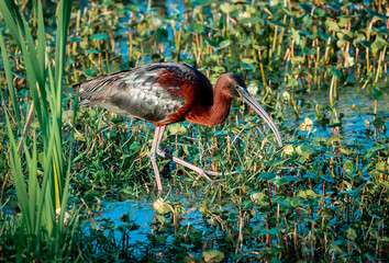 Wall Mural - Glossy Ibis fishing in reeds at Sweetwater wetlands in Gainesville Florida.