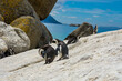 penguin on the beach at simons town