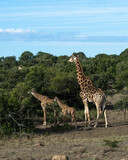 Fototapeta Sawanna - giraffe with babys in the savannah
