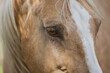 beautiful horse head portrait close up. Relaxed chillout