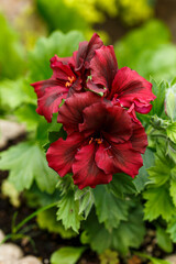 Wall Mural - Regal Pelargonium Dark secret burgundy red flower in summer garden