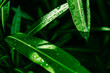 water drops on ficus leaves