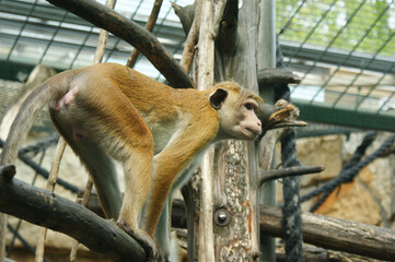 Sticker - Closeup shot of a crab-eating macaque standing on a tree branch on the zoo