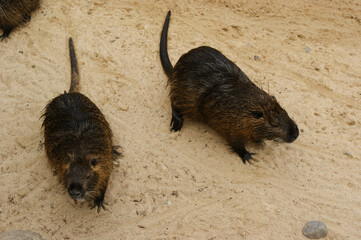 Sticker - Closeup shot of wet North American river otters on the sand