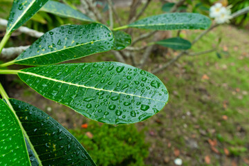 Wall Mural - Raindrops on a green plumeria leaf in the garden after the rain