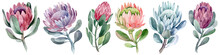 Watercolor Collection Set Of Protea Flowers