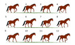 Horse gait animation. Horse walking, twelve key frames.
