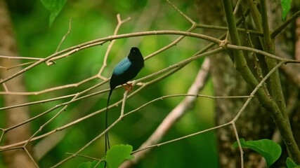 Wall Mural - long-tailed manakin - chiroxiphia linearis species of bird in the pipridae family native to central 
