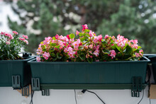Close Up Of Bright Pink Begonia Flowers On Balcony. Home Gardening