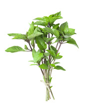 A Bunch Of Green Basil Isolated On White Background.
