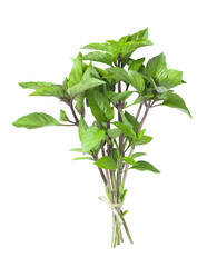 Wall Mural - A bunch of green basil isolated on white background.
