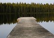wooden dock in lake water near forest in summer