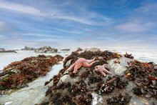 Coastal Scenic View Two Sea Stars On Rocks In Tide Pool At Low Tide In Northern California