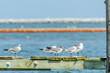 Birds Seagulls Water Crain in Louisiana