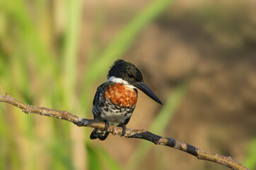 Wall Mural - Image of a perched Green Kingfisher. Photo taken in late afternoon light in western Panama, Central America.