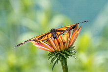 Monarch On An Orange Cone Flower