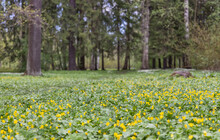 Clearing With Small Yellow Wildflowers In Fir Forest