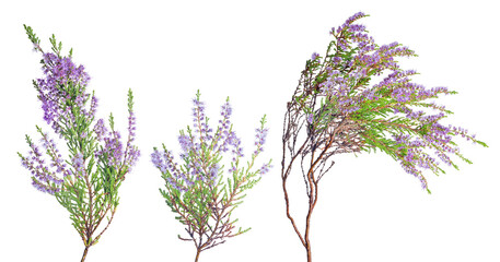 Sticker - three fine lilac blossoming heather branches on white