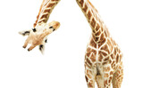 Fototapeta  - Giraffe face head hanging upside down