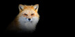 © byrdyak - Close ANIMAL portrait on black background