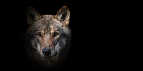 Wall Mural - close wolf portrait on black background