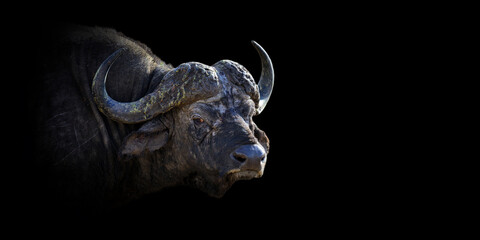 Wall Mural - close buffalo portrait on black background
