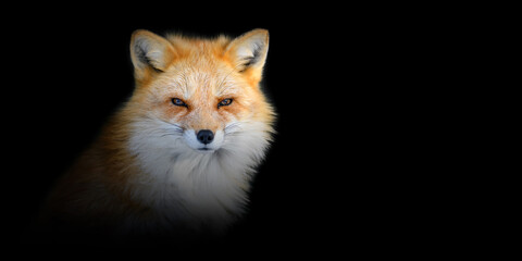 Poster - Close ANIMAL portrait on black background