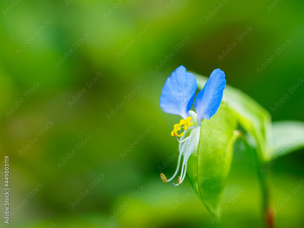 露草 Stock Photo | Adobe Stock
