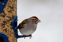 Chipping Sparrow Perched On Feeder-7280