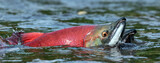 Fototapeta Zwierzęta - Sockeye Salmon in the river. Red spawning sockeye salmon in a river. Sockeye Salmon swimming and spawning. Scientific name: Oncorhynchus nerka. Natural habitat. Kamchatka, Russia.