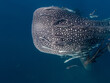 Remora fish around whale shark. Koh Tao, Thailand.