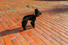 Black Poodle In A Landscape Park, Walking On The Pavement.