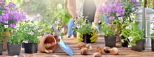 Panoramic View On A Gardening Table With Gardener Holding A Viola  Flower Pot Background