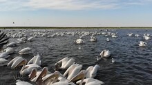 Kalmykia, Nature Reserve. The Pelican Colony Feeds On The Water.