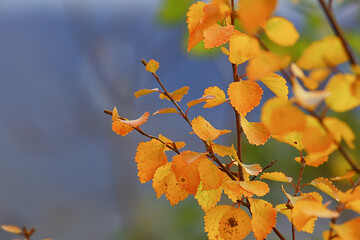 Wall Mural - abstract autumn fall background leaves yellow nature october wallpaper seasonal